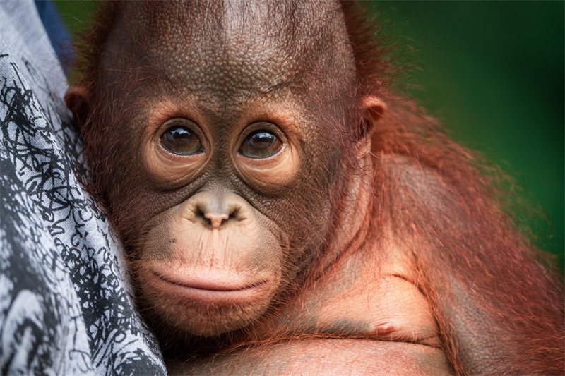 Beni, an infant orangutan at Forest School
