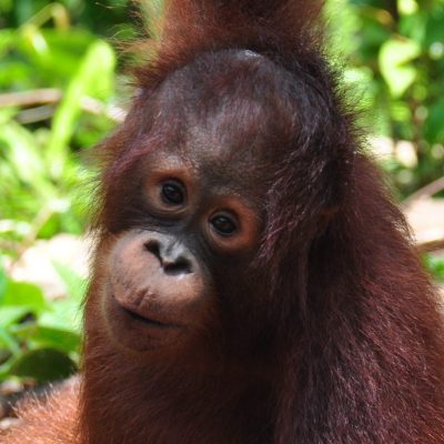 Bumi