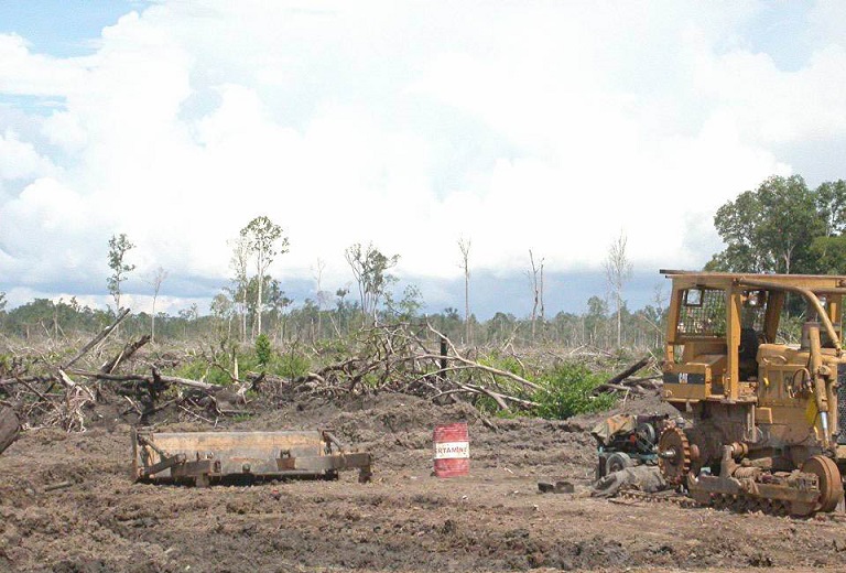Cleared rainforest with felled timber