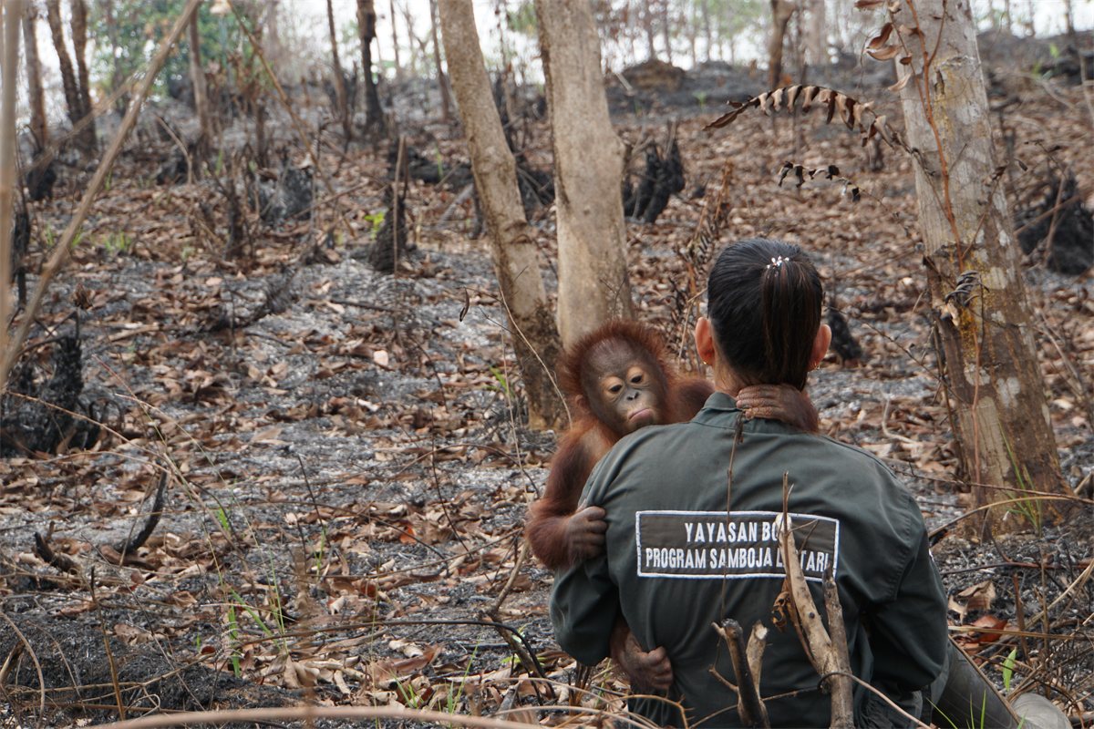 A ranger surveys burnt peatland forest