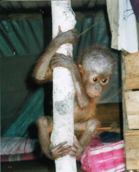 An infant orangutan rescued from a cage